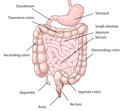 Illustration of colon and intestine