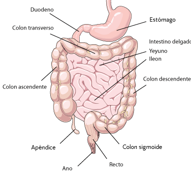 Ilustracin del colon y los intestinos