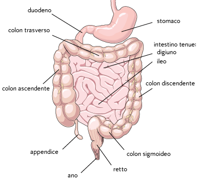 Illustrazione del colon e  dell’intestino